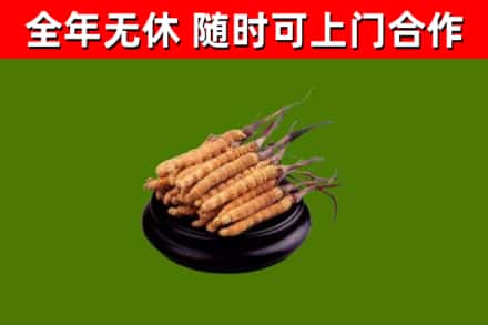 通许县回收冬虫夏草
